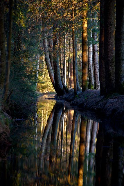 Dark Forest, Nagel, Bavaria, Germany